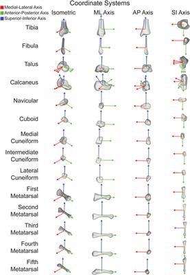 Frontiers | automatic anatomical foot and ankle coordinate toolbox